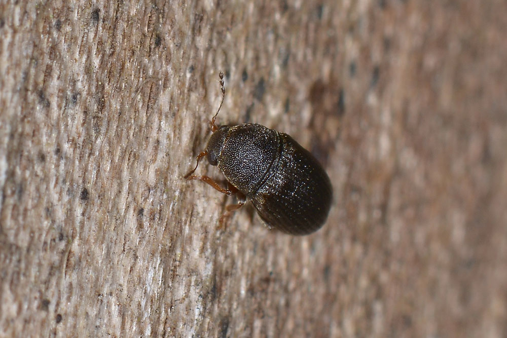 Choragus sheppardi - Anthribidae